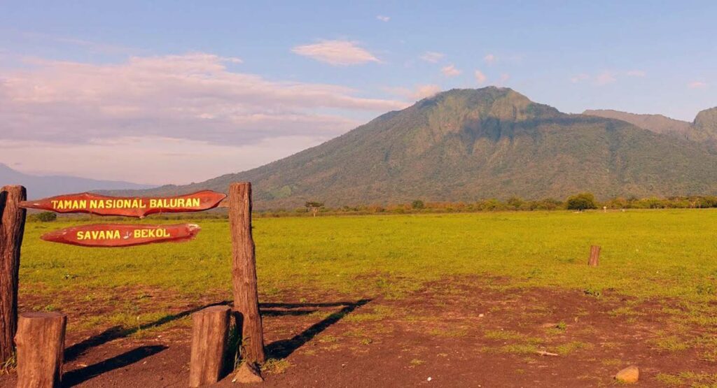 ini mengambarkan tentang pemandangan wisata di taman nasional baluran